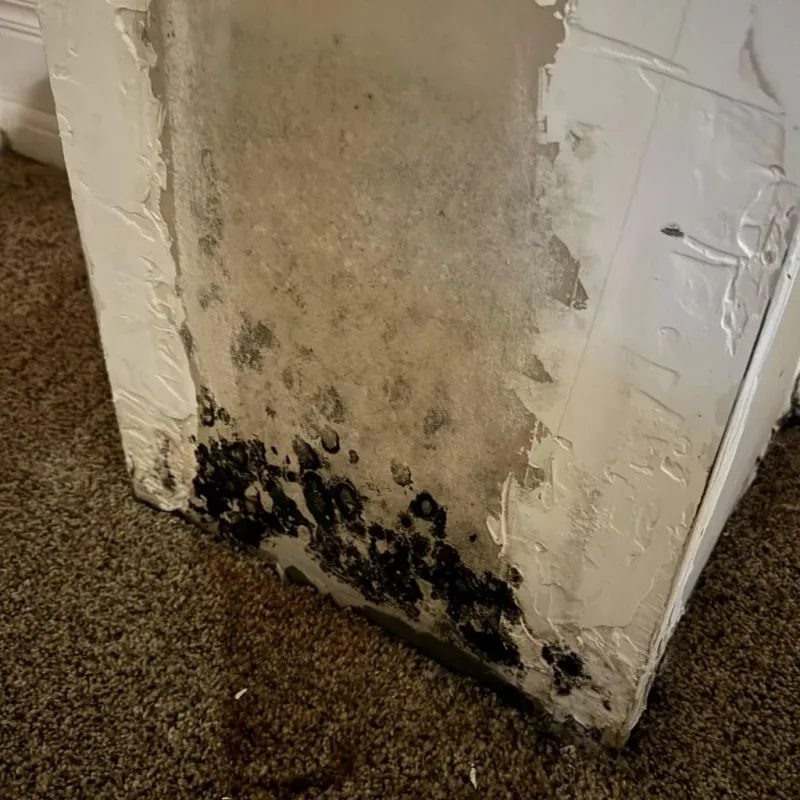 Professional Mold Removal in Franklin County, NC